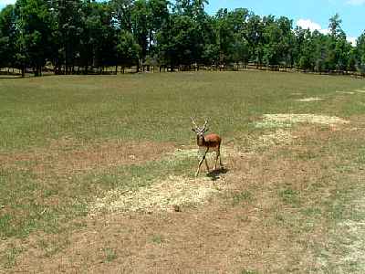 09604z.jpg
